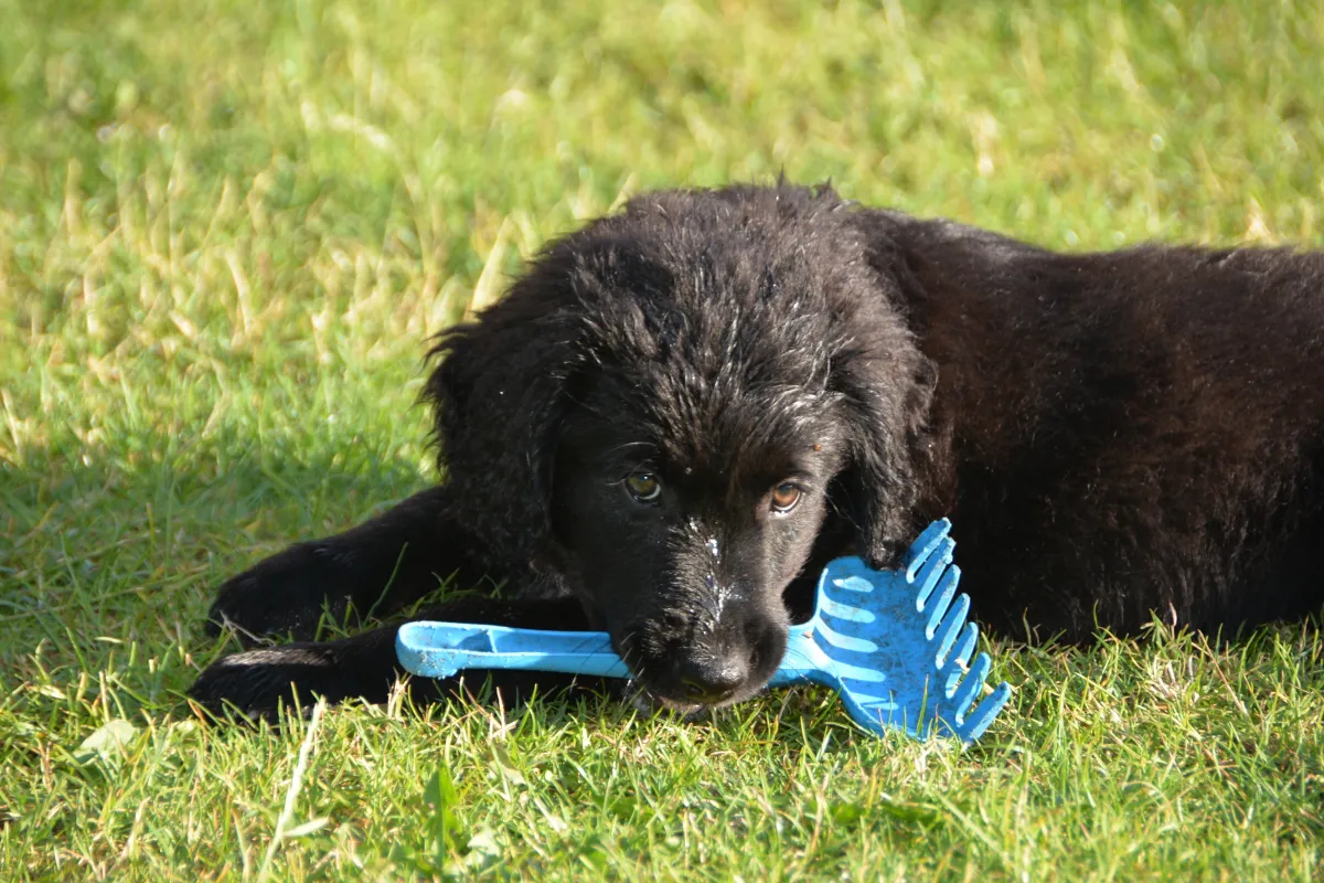 bij-happynes-hoeft-uw-hond-niet-thuis-te-blijven.jpg bij-happynes-hoeft-uw-hond-niet-thuis-te-blijven.jpg